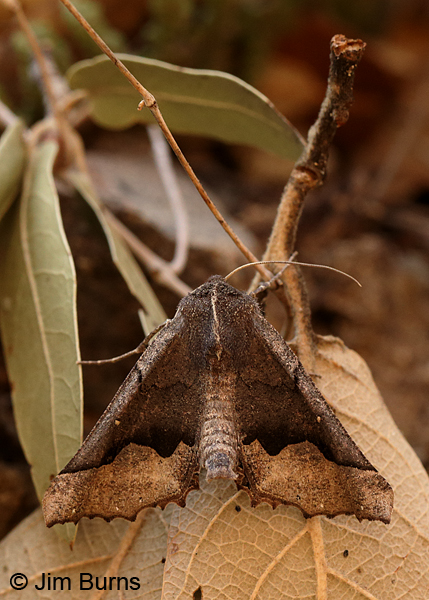Hubner's Pero Moth in leaves, Arizona