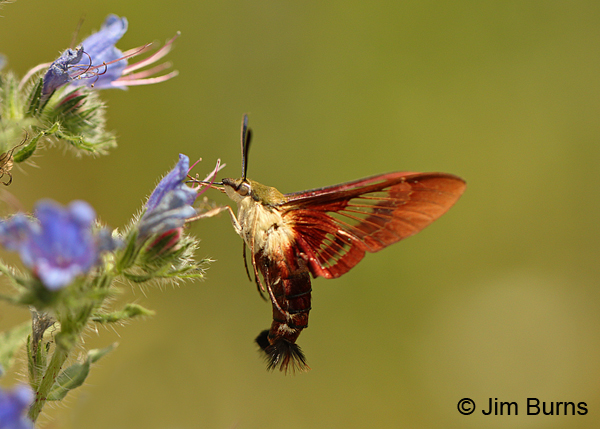 Hummingbird Clearwing Moth at Viper Bugloss #3, Missouri