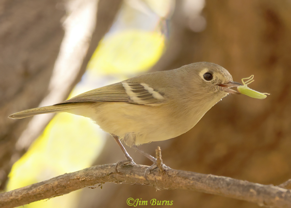 Hutton's Vireo with insect--0209