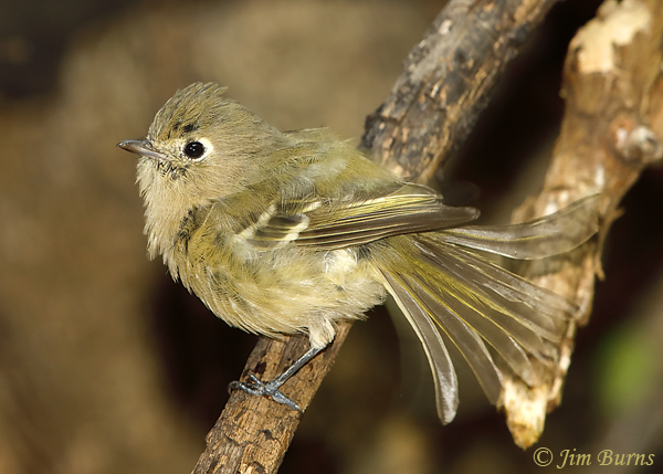 Hutton's Vireo doing best Ruby-crowned Kinglet imitation--5714