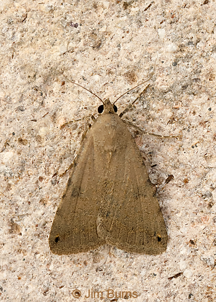 Indiscrete Cissusa Moth, Arizona--0506