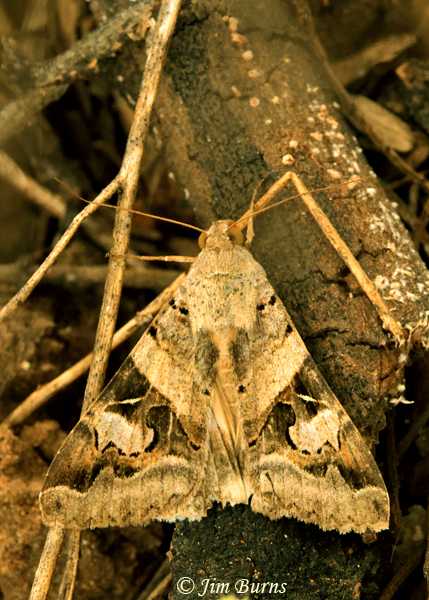 Indomitable Melipotis Moth, Arizona--2446