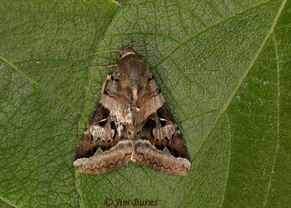 Indomitable Melipotis Moth, Arizona--0697