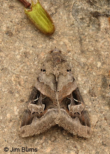 Indomitable Melipotis Moth on stone, Arizona