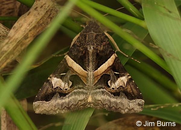 Indomitable Melipotis Moth, Texas