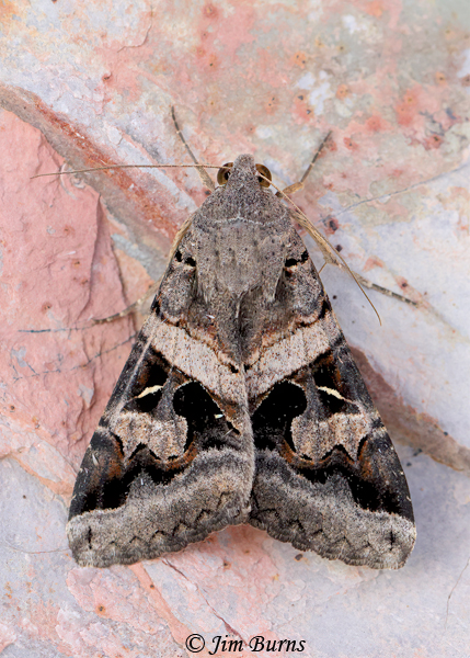 Indomitable Melipotis Moth, Arizona--6004