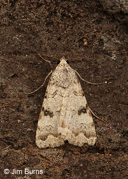 Inept Drasteria Moth, Arizona
