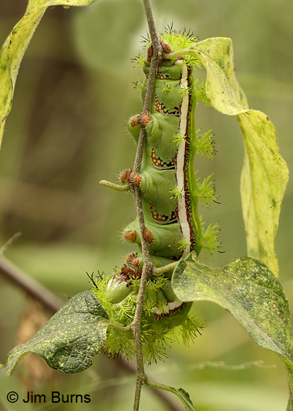 Io Moth caterpillar, Texas
