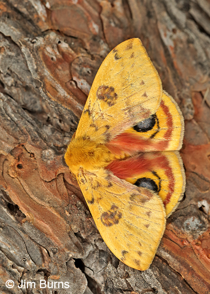 Io Moth male partial wingspread, Arkansas