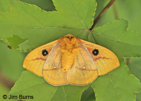 Io Moth male underwing, Arkansas