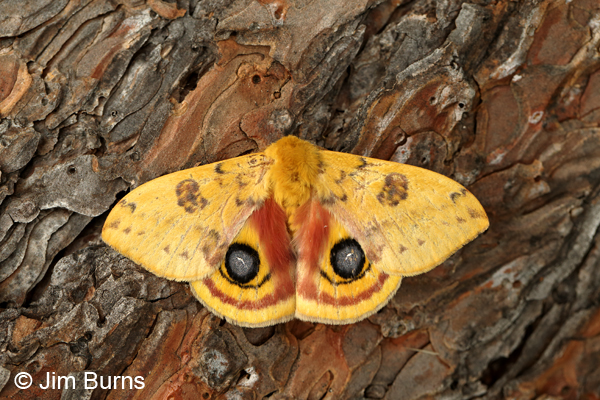 Io Moth male wingspread, Arkansas