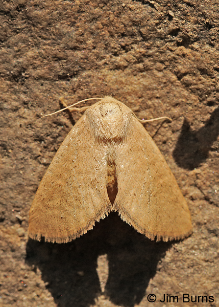 Isa schaefferana dorsal view, Arizona