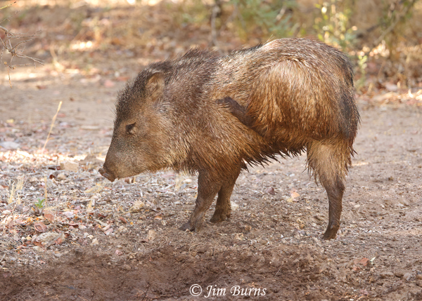 Javelina at mudhole with an itch--8648