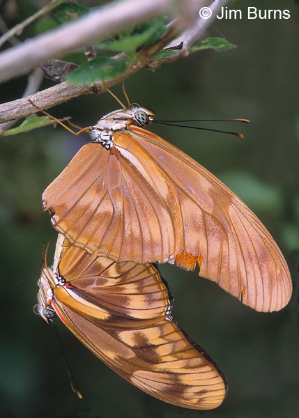Julia Heliconians mating, Texas