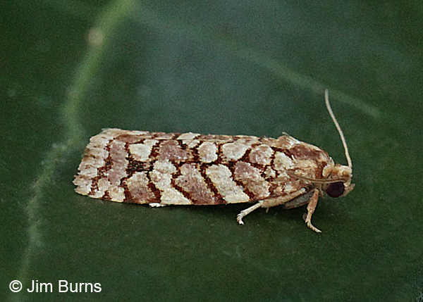 Juniper Budworm Moth, Arizona