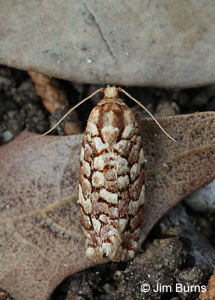 Juniper Budworm Moth dorsal view, Arizona
