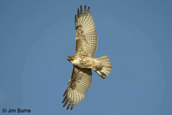 Red-tailed Hawk juvenile light morph western in flight
