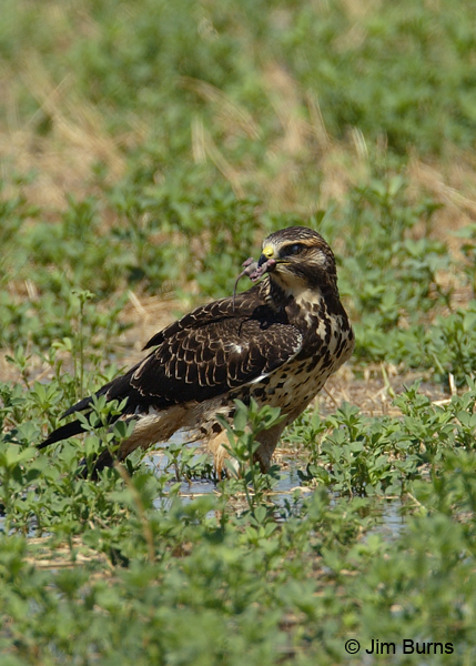 Swainson's Hawk juvenile light morph with mouse