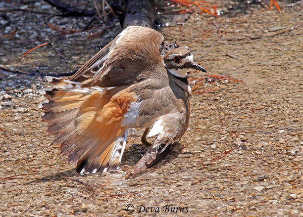 Killdeer female employing the broken wing ruse to lure predator away from nest #2--1573