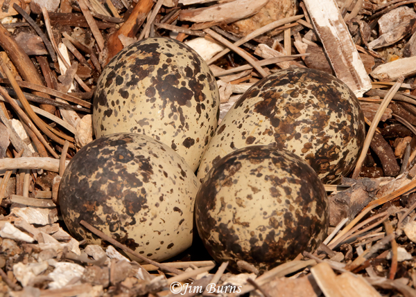 Killdeer eggs in nest--1674
