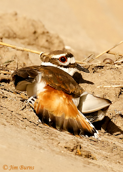 Killdeer female employing the broken wing ruse to lure predator away from nest--1804