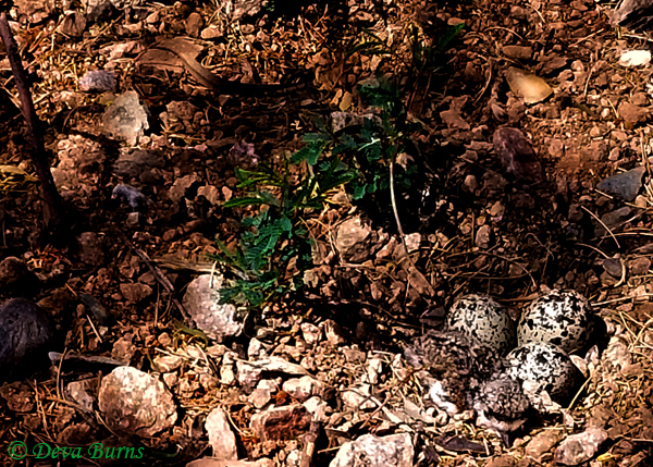 Killdeer camouflage--three eggs and a baby--2344