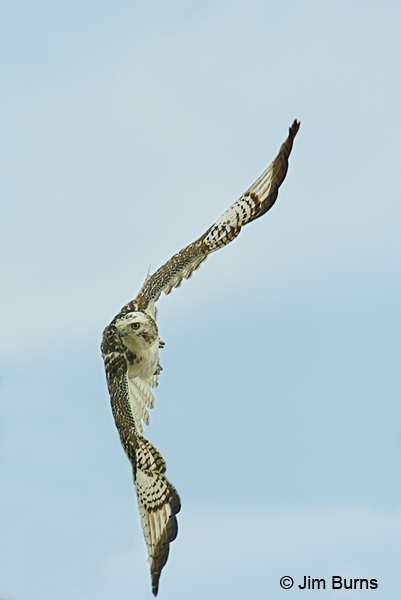 Krider's Red-tailed Hawk in flight