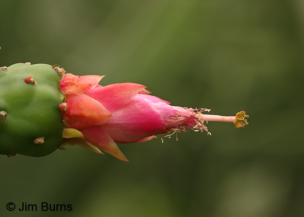 Lady Finger Cactus, Texas
