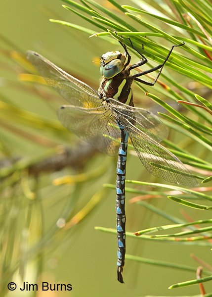 Lance-tipped Darner male, Klamath Co., OR, August 2015