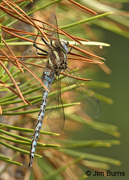 Lance-tipped Darner male #2, Klamath Co., OR, August 2015