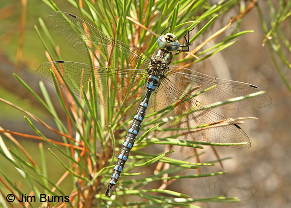 Lance-tipped Darner male dorsal view, Klamath Co., OR, August 2015