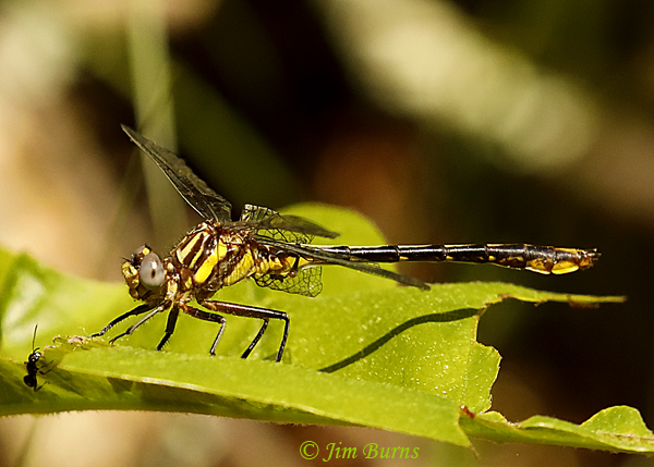 Lancet Clubtail immature male looking at an ant, Pine Co., MN, June 2019--3374