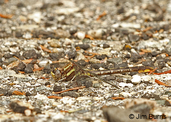 Lancet Clubtail female on gravel, Coos Co., NH, June 2014