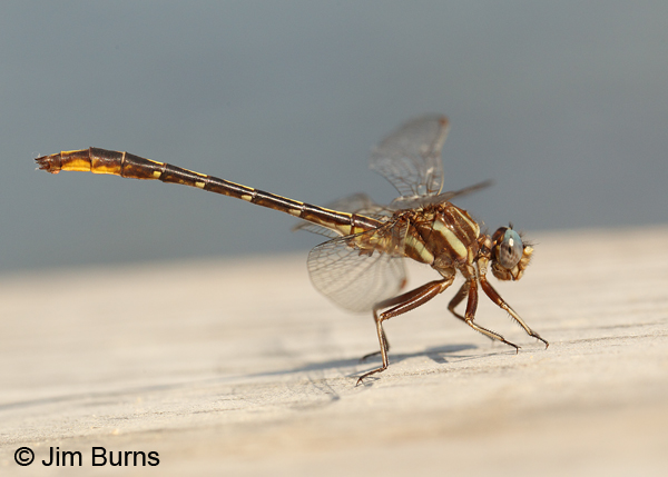 Lancet Clubtail male, Chesterfield Co., SC, May 2014.