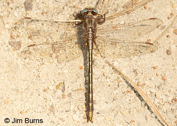 Lancet Clubtail male dorsal view, Horry Co., SC, May 2014