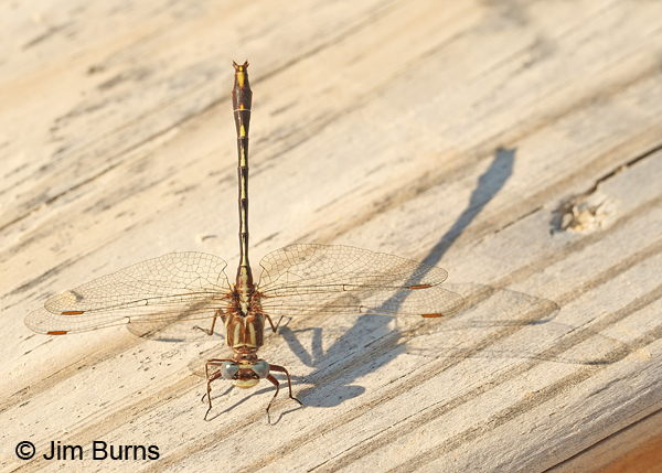 Lancet Clubtail male obelisk shadow, Chesterfield Co., SC, May 2014