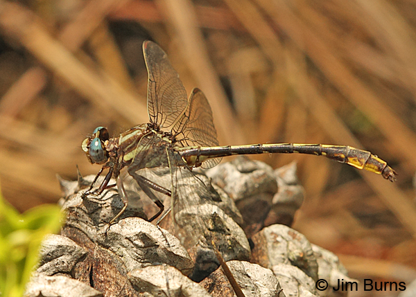 Lancet Clubtail male on pine cone, Chesterfield Co., SC, May 2014