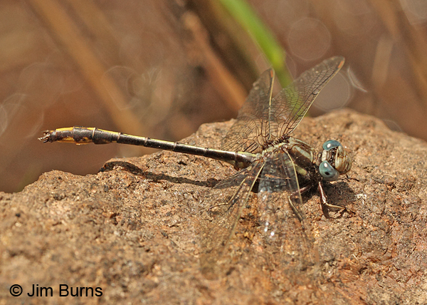 Lancet Clubtail male on red river rock, Chesterfield Co., SC, May 2014
