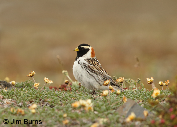 Lapland Longspur male in tundra flowers