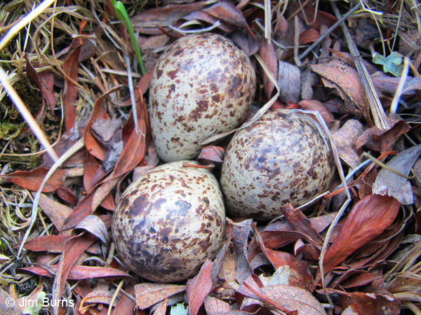 Lapland Lonspur nest with eggs