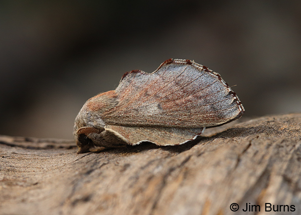 Lappet Moth, Arizona