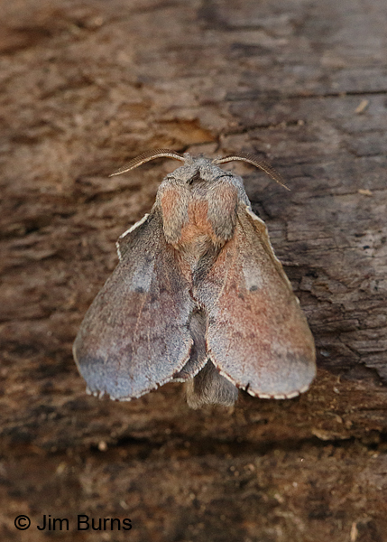 Lappet Moth dorsal view, Arizona