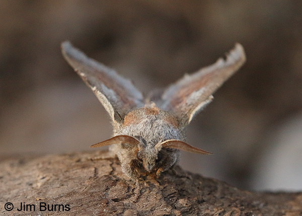 Lappet Moth face shot, Arizona