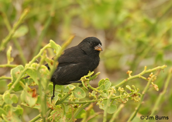 Large Ground-Finch male