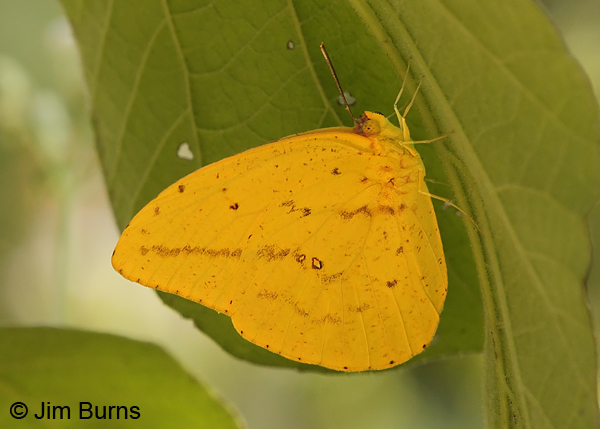 Large Orange Sulphur female, Texas
