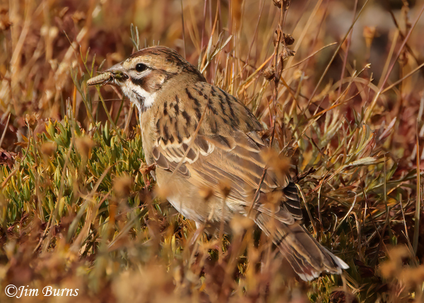 Lark Sparrow with grasshopper in tundra at 12,000 feet--1485