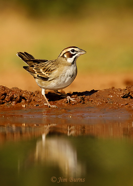 Lark Sparrow at water hole--2393