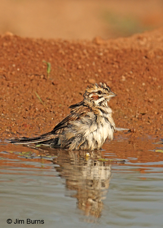 Lark Sparrow bathing