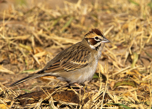 Lark Sparrow in grass