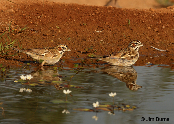 Lark Sparrows bathing in lily pads